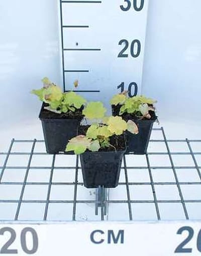 6x Damastbloem - Heuchera hybr. 'Citronelle' | 9x9 cm pot