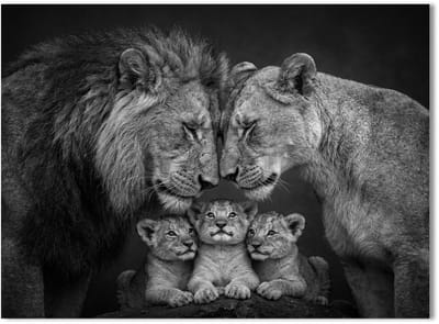 Schilderij Woonkamer - Modern Canvas Kunstwerk - 70 x 50 cm - Leeuwen Familie No3 - Zwart Wit - PosterGuru