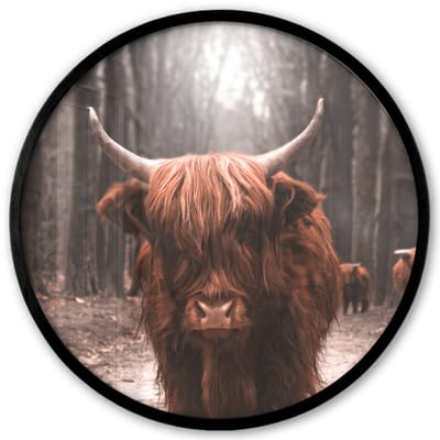 Poster in lijst Rond - Fotolijst 40x40 cm - Posters - Schotse hooglander - Bos - Koe - Dieren - Natuur - Ronde posterlijst zwart - Decoratie - Wanddecoratie woonkamer - Muurdecoratie slaapkamer