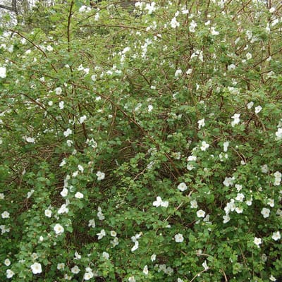 Rubus 'Benenden' - Sierbraam;Braam 30-40 cm pot