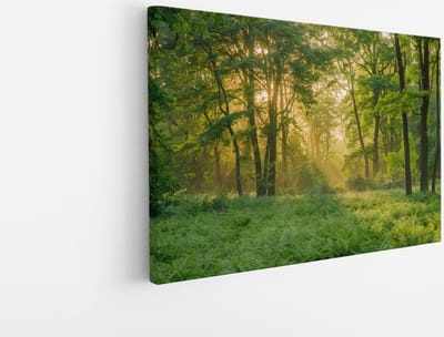 Saammp Canvas Schilderij - bos - Grote Bomen - Landschap - Natuur - 45x30 - Foto op canvas - Wanddecoratie - Muurdecoratie Woonkamer - Slaapkamer decoratie - Canvas Print