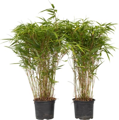 Plant in a Box - Fargesia nitida 'Gansu' - Set van 2 - Wintergroene niet woekerende bamboe - Pot 17cm - Hoogte 50-70cm