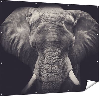 Gards Tuinposter Olifantenkop - Olifant - Zwart Wit - 150x120 cm - Tuindoek - Tuindecoratie - Wanddecoratie buiten - Tuinschilderij