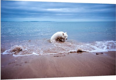 Forex - Witte Hond in de Zee - 150x100cm Foto op Forex