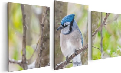 Artaza Canvas Schilderij Drieluik Blauwe Gaai Vogel In De Sneeuw - 120x60 - Foto Op Canvas - Canvas Print