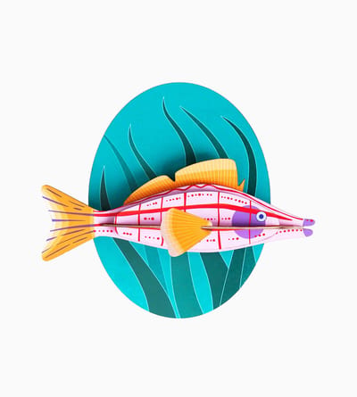 Big Fishes - Longnose Hawkfish | Langneus Havikvis