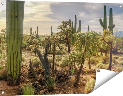 Gards Tuinposter Cactus Planten in het Wild - 90x60 cm - Tuindoek - Tuindecoratie - Wanddecoratie buiten - Tuinschilderij