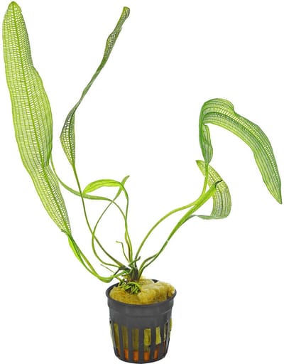 Moerings Aponogeton henkelianus | Smalle Gaasplant | in 5 cm pot