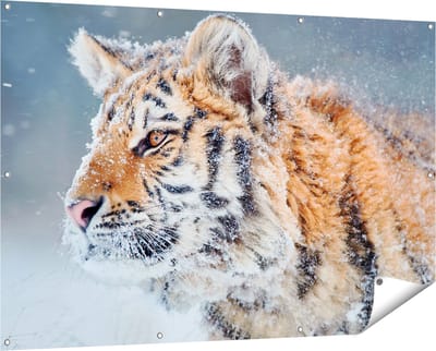 Gards Tuinposter Tijger tijdens de Sneeuw - 150x100 cm - Tuindoek - Tuindecoratie - Wanddecoratie buiten - Tuinschilderij