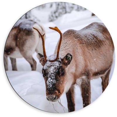 Dibond Wandcirkel - Rendieren in besneeuwd Gebied - 60x60cm Foto op Aluminium Wandcirkel (met ophangsysteem)