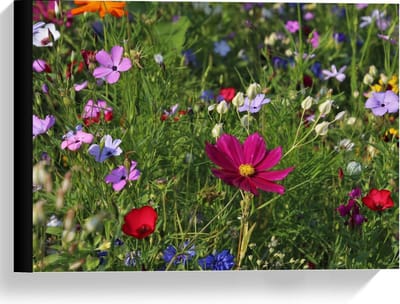 Canvas  - Velt met Bloemen in alle Kleuren  - 40x30cm Foto op Canvas Schilderij (Wanddecoratie op Canvas)