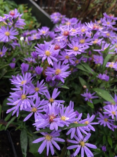 6 x Aster cordifolius 'Little Carlow' - Herfstaster - P9 Pot (9 x 9cm) - Dima Vaste Planten
