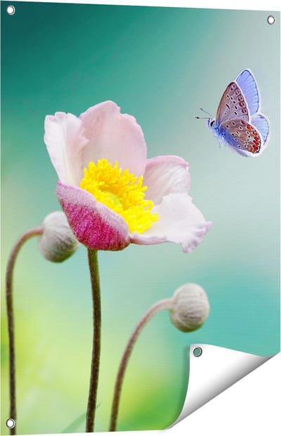 Gards Tuinposter Roze Anemoon Bloem met een Blauwe Vlinder - 60x80 cm - Tuindoek - Tuindecoratie - Wanddecoratie buiten - Tuinschilderij