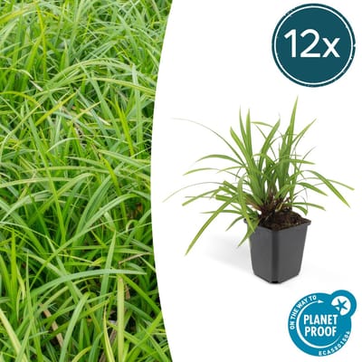 12x Japanse zegge 'Irish Green' Carex morrowii, onderhoudsvriendelijke buitenplant