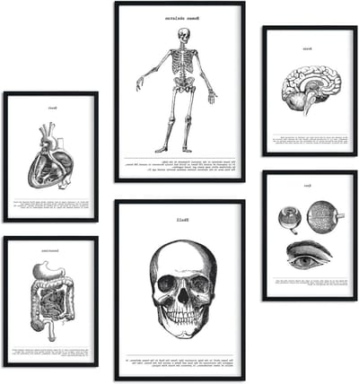 Poster set organen - Decoratie prints - Interieur decoratie - Ontworpen in Spanje - A3 en A4