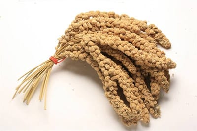Chinese Trosgierst 15KG voordeelverpakking