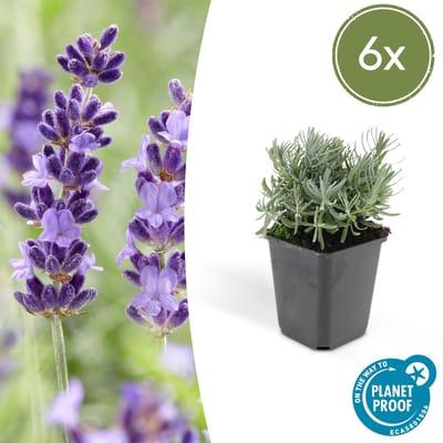 Tuinplantenshop.com | Lavandula 'Hidcote' | 6 stuks - Ø9cm - 10-25cm hoog - Tuinplant - Multideal