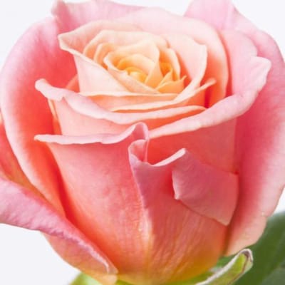 10x Rosa miss piggy+ 50cm