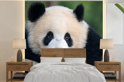 Behang - Fotobehang Panda - Wilde dieren - Portret - Steen - Breedte 300 cm x hoogte 300 cm