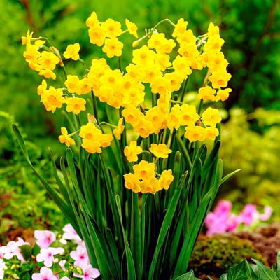 Narcissen Bloembollen Winterhard - Grand Soleil d’Or - 25 stuks - Geel & Oranje - Bloem Bollen Mix - Paasbloemen Meerjarig