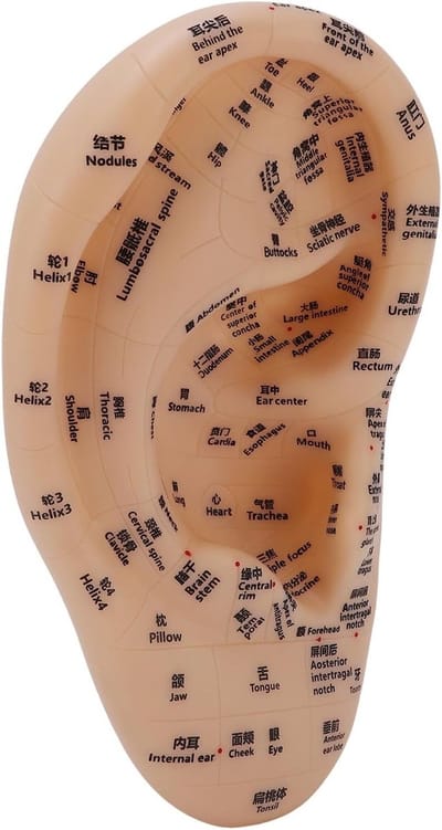 Ooracupunctuurpuntmodel voor Acupressuur en Acupunctuur, Leermiddel met Duidelijke Acupunten en Drukzones, 30x17cm