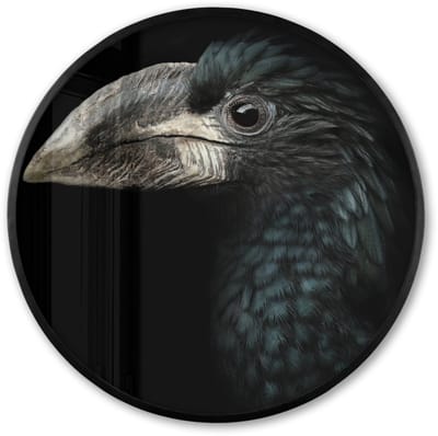 Poster in lijst Rond - Fotolijst 60x60 cm - Posters - Vogel - Portret - Neushoornvogel - Zwart - Dieren - Ronde posterlijst zwart - Decoratie - Wanddecoratie woonkamer - Muurdecoratie slaapkamer
