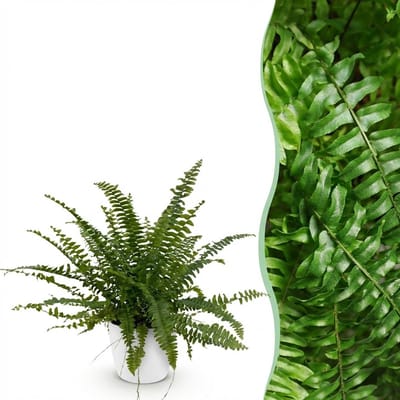 Plantenboetiek.nl | Nephrolepsis exaltata Green Lady - Varen - Huisdiervriendelijke Plant - Groen - met Potter Wit - Ø12cm - 25cm hoog - Kamerplant - Arrangement - Plant met pot