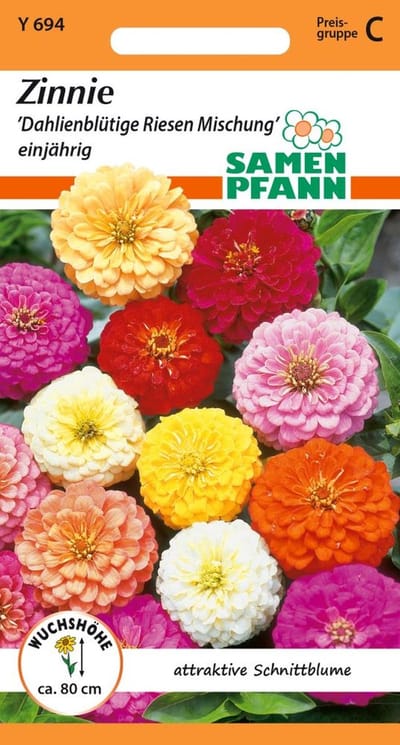 Zinnia, Dahlia-bloemige reuzenmix bloemzaden Zinnia zaden
