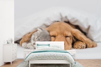 Behang - Fotobehang huisdieren - hond - Kat - Deken - Breedte 600 cm x hoogte 400 cm