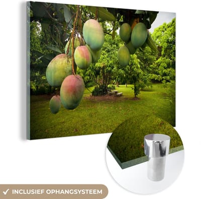 ® Glasschilderij 180x120 cm - Schilderij acrylglas - Mango - Fruitboom - Groen - Foto op glas - Muurdecoratie woonkamer - Wanddecoratie slaapkamer - Schilderijen