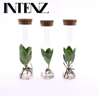 Plantenboetiek.nl | Clusia in Tube Glas | 3 stuks - Ø5cm - 15cm hoog - Kamerplant - Groenblijvend - Multideal