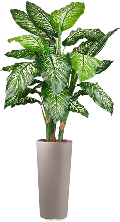 HTT - Kunstplant Dieffenbachia in Clou rond taupe H175 cm