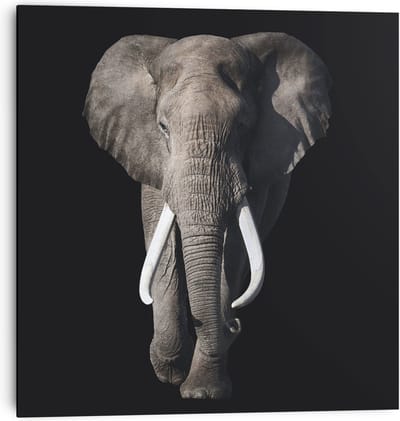 Olifant - Schilderij 30 x 30 cm