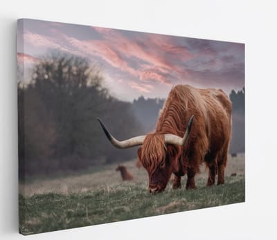 Saammp Canvas Schilderij Schotse Hooglander Koe in de sneeuw- Dieren - Natuur - 60x40 - Foto op canvas - Wanddecoratie - muurdecoratie Woonkamer - Slaapkamer decoratie - Canvas Print
