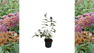 Driekleurige vlinderstruik | Buddleja 'Flower Power' | Drie kleuren in één bloem | XL plant | vlinderplant