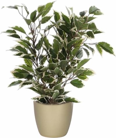Mica Decorations Ficus kunstplant - groen/wit - 40 cm - met plantenpot - goud - keramiek - D13.5 en H12.5 cm