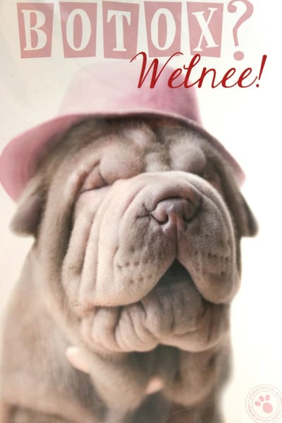 Luxe Wenskaart Verjaardag - Hartelijk Gefeliciteerd - Botox Welnee - By Myrna - Hond Puppy - 14,5x21cm - Dubbele Kaart - Met Envelop - Luxe Kaart - Greeting Card - 1 Stuks - In Folie Verpakt - Birthday - Geburtstag - Anniversaire - Gratis Verzonden