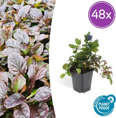 Tuinplantenshop.com | Ajuga reptans | 48 stuks - Ø9cm - 10-25cm hoog - Tuinplant