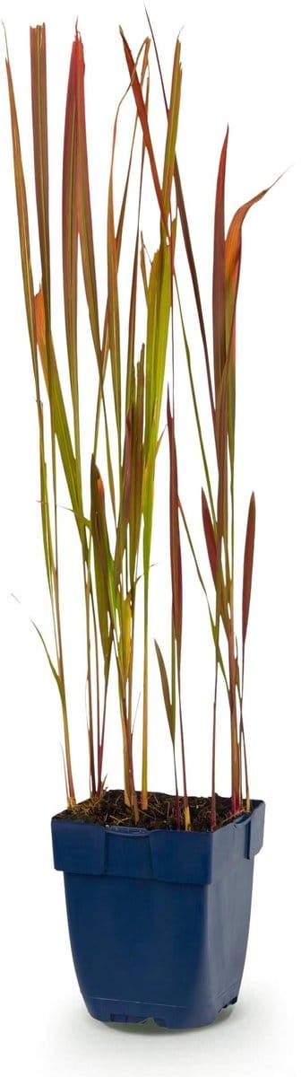 Green boutiQ - Grassen - Imperata cylindrica Red Baron - Japans bloedgras - Rode uitlopers - Rood - 1 Plant - Pot 11cm - Hoogte 15-25cm