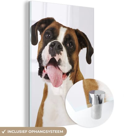 ® Glasschilderij 120x180 cm - Schilderij acrylglas - Boxer met tong uit de mond - Foto op glas - Muurdecoratie woonkamer - Wanddecoratie slaapkamer - Schilderijen