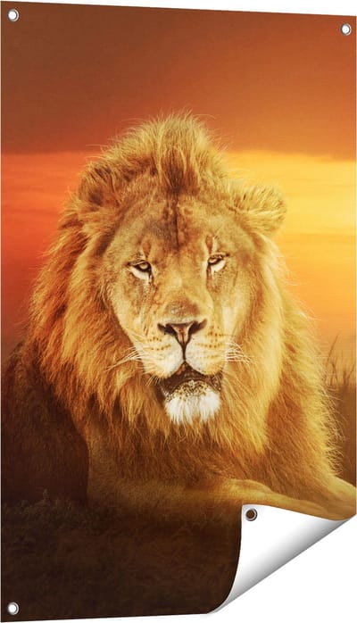 Gards Tuinposter Leeuw in de Savanne - Zonsondergang - 60x90 cm - Tuindoek - Tuindecoratie - Wanddecoratie buiten - Tuinschilderij