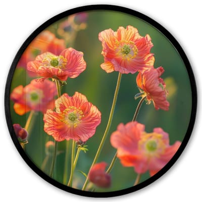 Poster in lijst Rond - Fotolijst 40x40 cm - Posters - Bloemenveld - Zonnestralen - Oranje - Ronde posterlijst zwart - Decoratie - Wanddecoratie woonkamer - Muurdecoratie slaapkamer