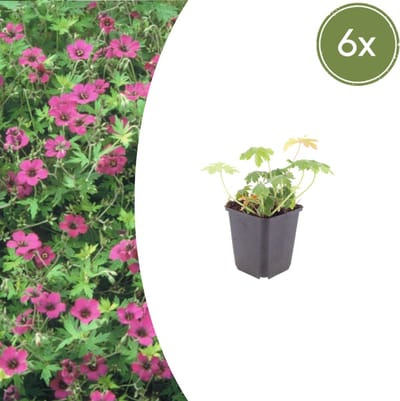 Tuinplantenshop.com | Geranium macr. 'Bevan's Variety' | 6 stuks - Ø9cm - 10-25cm hoog - Tuinplant