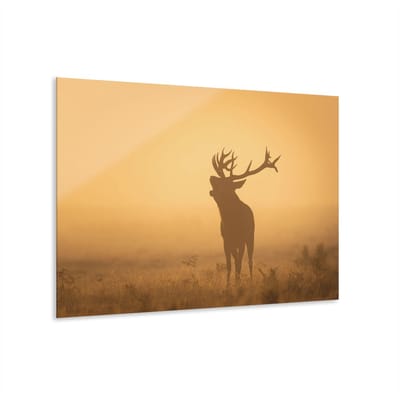 Indoorart - Glasschilderij Hert bij zonsondergang 60x40 CM - Afbeelding op plexiglas - Inclusief montagemateriaal