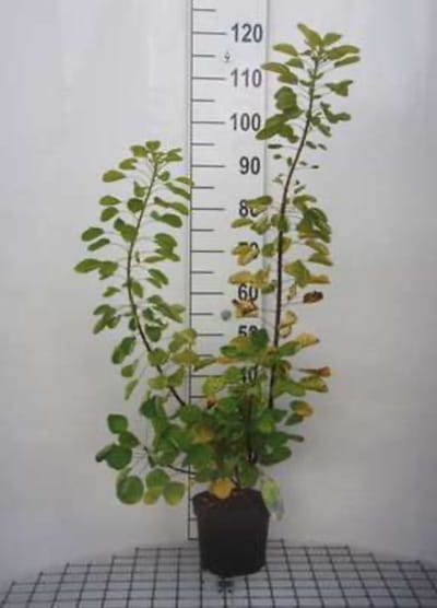 Cotinus coggygria 'Golden Spirit' - Pruikenboom 40 - 60 cm in pot