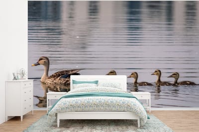 Behang - Fotobehang Eend - Water - Vogel - Bruin - Breedte 375 cm x hoogte 280 cm