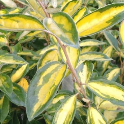 Elaeagnus ebbingei 'Limelight' - Olijfwilg 30-40 cm in pot