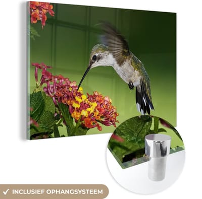 ® Glasschilderij 180x120 cm - Schilderij acrylglas - Kolibrie - Bloem - Vogel - Foto op glas - Muurdecoratie woonkamer - Wanddecoratie slaapkamer - Schilderijen