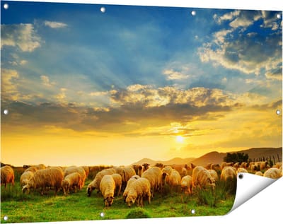 Gards Tuinposter Kudde Schapen op het Gras bij Zonsondergang - 120x80 cm - Tuindoek - Tuindecoratie - Wanddecoratie buiten - Tuinschilderij