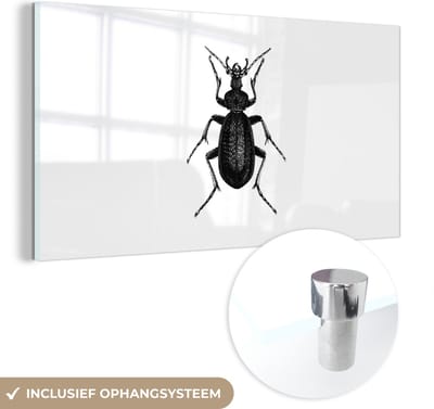 MuchoWow® Glasschilderij 40x20 cm - Schilderij acrylglas - Zwart wit - Kever - Vintage - Insecten - Foto op glas - Schilderijen